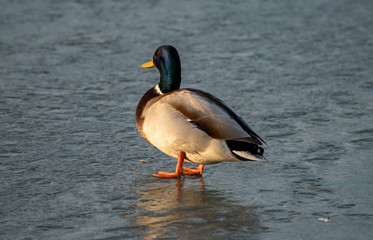 Ducks on the transparent ice of a frozen river on a frosty Sunny winter day.
