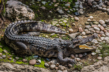 Crocodile sunbathing
