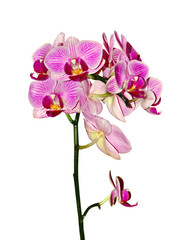 Naklejka na ściany i meble Beautiful pink orchid isolated on a white background