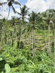 Palmiers et rizières à Bali