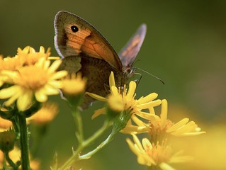 Meadow Brown Butterfly on Ragwort Flower