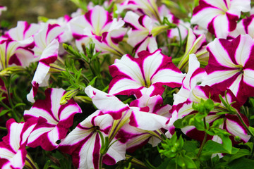 Petunia in the pot. Flowerbed with multicoloured image full of colourful petunia hybrida. Plant flower in the garden. Summer blossom concept. Isolated, close up