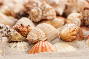 Seashells on the sand, summer beach tropical background travel concept with copy space for text