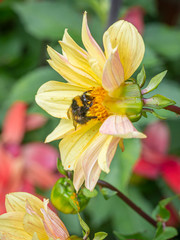 Bumblebees collecting pollen from garden flowers in bloom