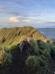 Singes du mont Batur à Bali, Indonésie	