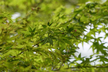 Fototapeta na wymiar 仁和寺の日本楓の若葉と花