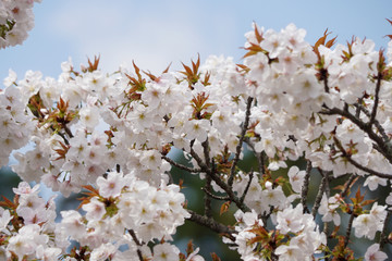 仁和寺の御室桜