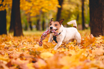 Domestic dog in beautiful autumn park playing with toy rope for tug-of-war game