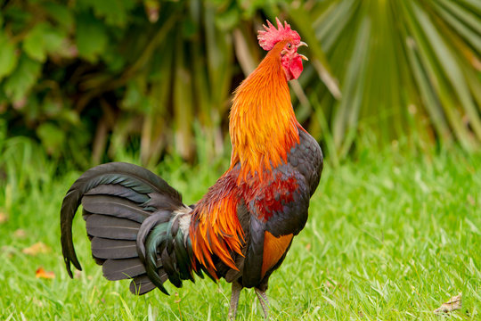 Rooster Crowing Photos Royalty Free Images Graphics Vectors Videos Adobe Stock Roosters crow because they hear other roosters crowing, to show that a certain place in the barnyard is their turf, to try and assert their authority over another rooster, or even to gloat when a hen cackles after laying an egg.