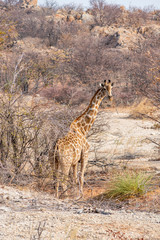 big giraffe look back