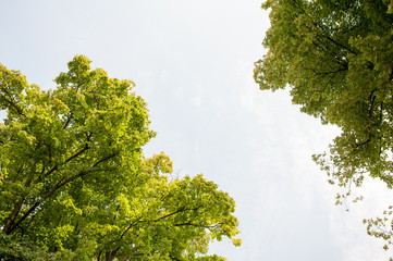 Beautiful sunny wild forest in temperate latitudes