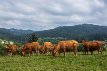 Fototapeta na wymiar Czerwone krowy na łące