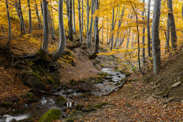 Fototapeta na wymiar Scenic autumn forest with strong river stream. 