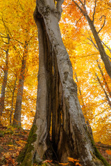 Obraz premium Big old Beech tree in autumn vibrant forest sunny day.
