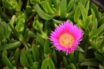 Flor de la planta uñas de gato, Carpobrotus edulis