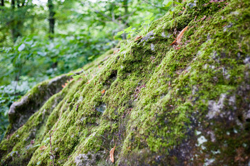 Green moss in the forest reserve