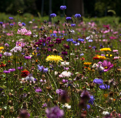 Kwietna łąka © Joanna Posiak