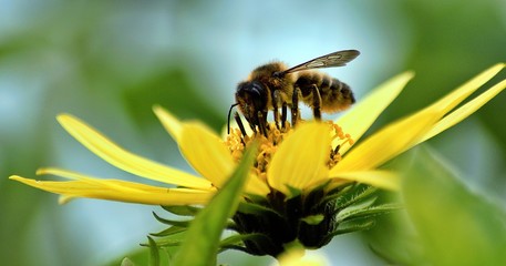 Leaf Cutter Bee on Yellow Flower