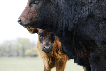 Black Angus calves on beef farm close up, curious baby cow.