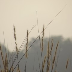 reed in the wind