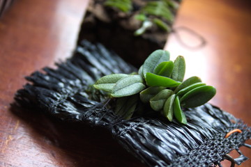 Close-up of Schoenorchis fragrans, a miniature orchid indoor plant species growing on black material