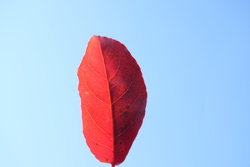 red leaf on blue