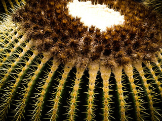 Cactus macro color