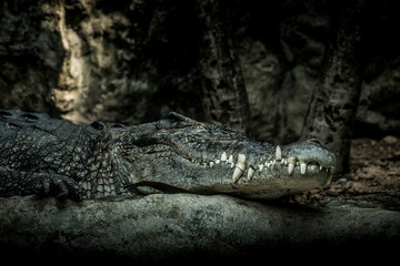 Capra aegagrus hircus sunbathe
