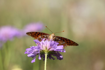 Argynnis paphia