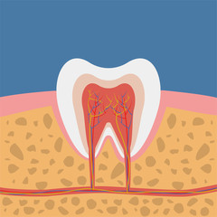 Vector illustration: the structure of tooth.