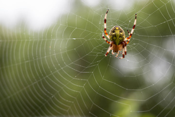 Close-up macro shot of a spider sitting in a web. Araneus marmoreus.