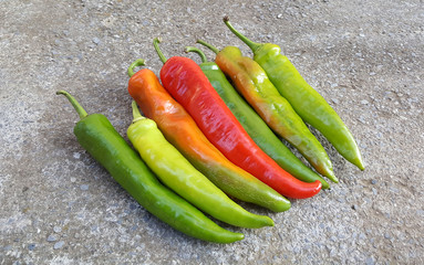 fresh harvested homegrown organic paprika on cement background