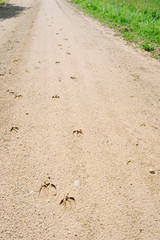 Hunting concept. Red deer traces on sand. Wild animal