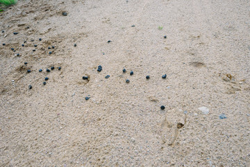 Hunting concept. Red deer traces on sand. Wild animal