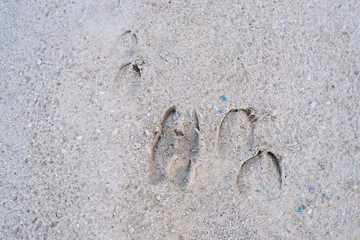 Hunting concept. Red deer traces on sand. Wild animal