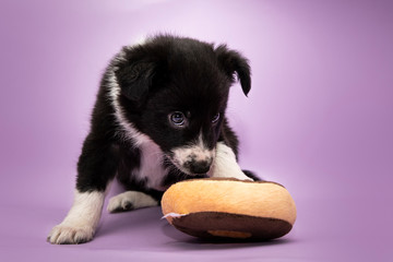Puppy © Jagoda