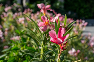 Close up of pink Oleander or Nerium oleander flower blossoming in the garden with blurred colorful...