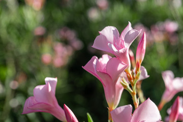 Close up of pink Oleander or Nerium oleander flower blossoming in the garden with blurred colorful...