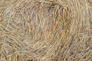 Straw. Background. Close-up. Mown, dry yellow grass.