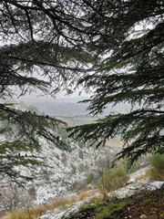 Shouf cedar trees