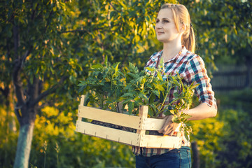farmer girl with a box of tomatoes seedlings at work in the vegetable garden. Eco farm