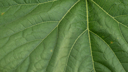 close up of green leaf,A Close up abstract background.