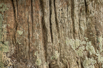 Old Wood Tree Rings Texture.