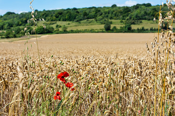 Wheat Fields near Shoreham in Kent, England - Shallow DoF
