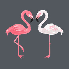 white and pink flamingos on a dark background, Exotic tropical birds characters. vector illustration