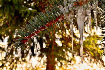 Little drop like Icicles on green Pine Tree branch during Winter in Transylvania.