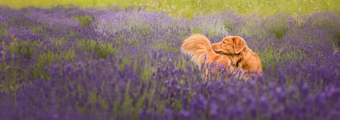 Pies w lawendzie © Jagoda