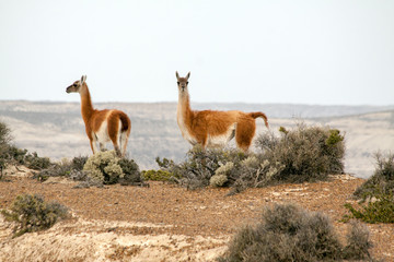 Guanacos, or wild lama's, on the Argentinian pampa, at Peninsula Valdes