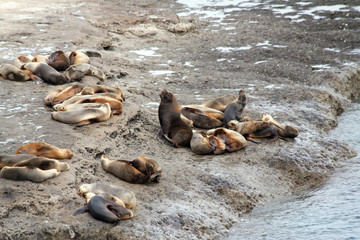 Sea lions near Puerto Piramides on Peninsula Valdes, Argentina