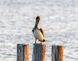 brown pelican on a post in the water